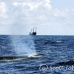 whale_humpback_h_01018_dom3201.jpg